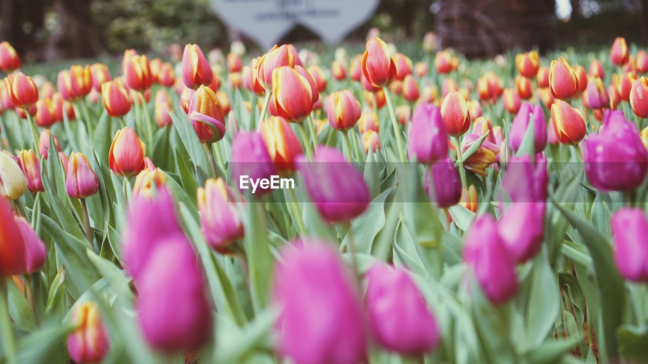 CLOSE-UP OF TULIPS BLOOMING