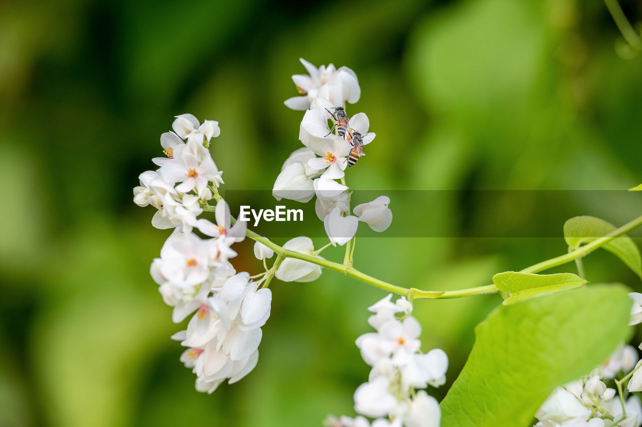 CLOSE-UP OF WHITE BLOSSOM