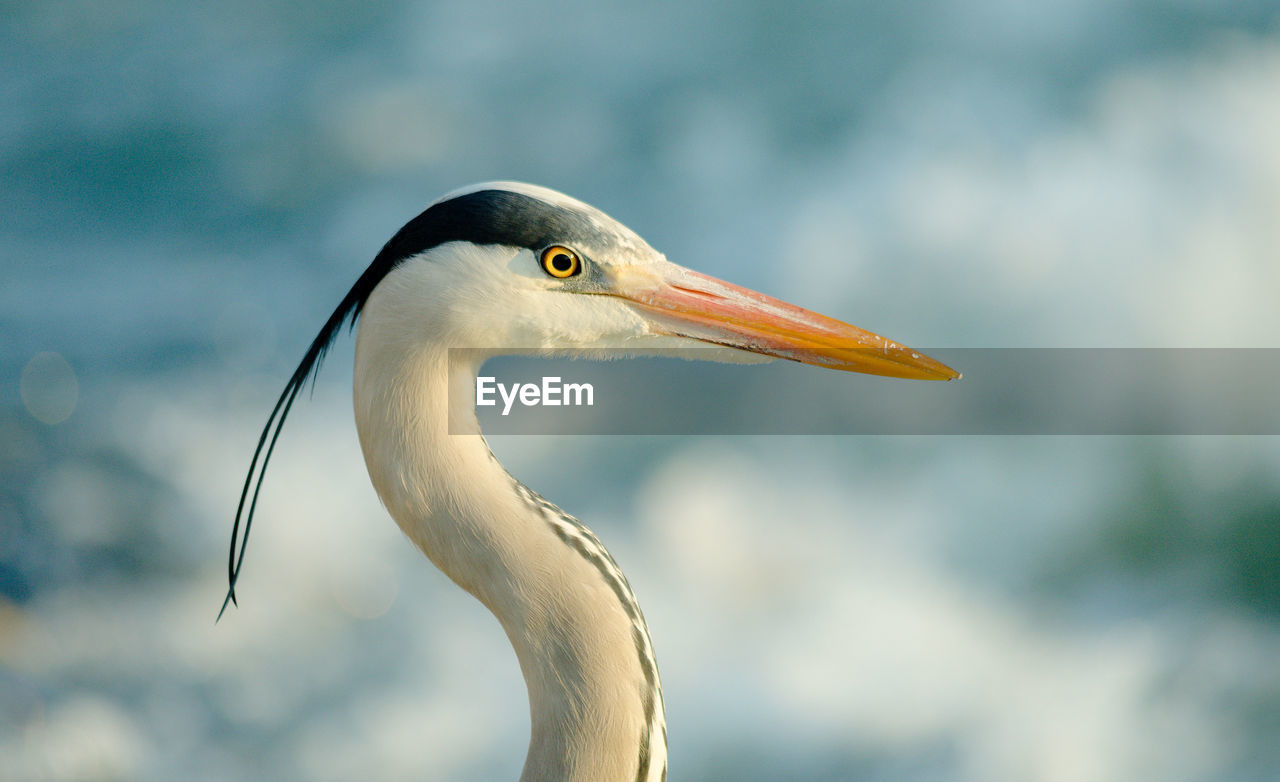 Close-up of gray heron