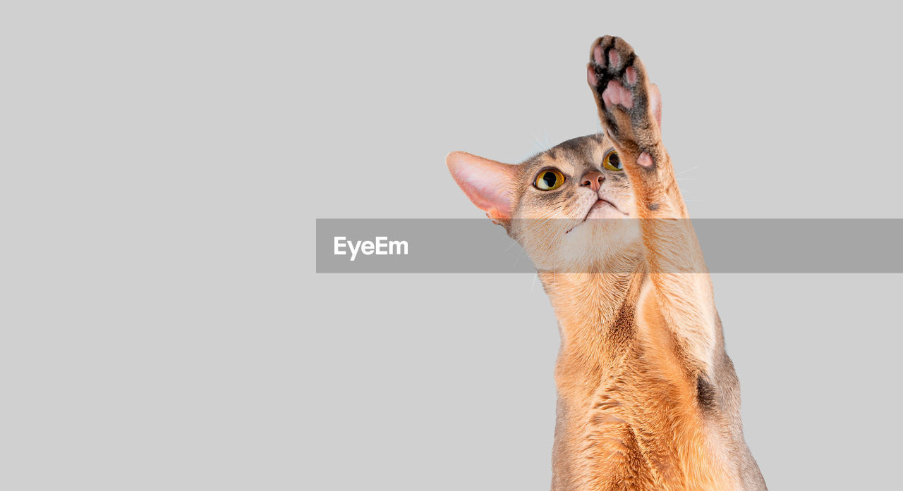 Beautifully blue abyssinian cat playing and paw up