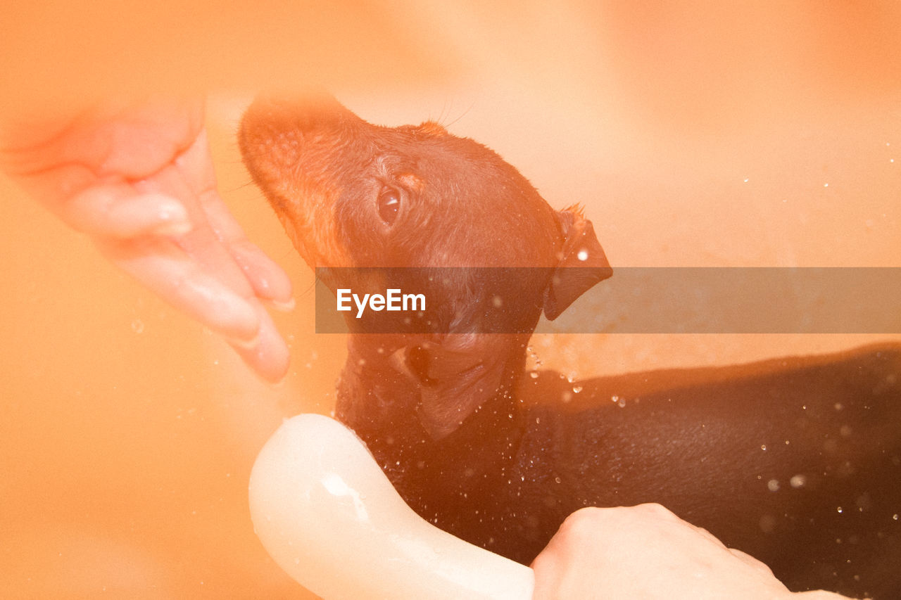 Cropped hand of person washing miniature pinscher in bathroom