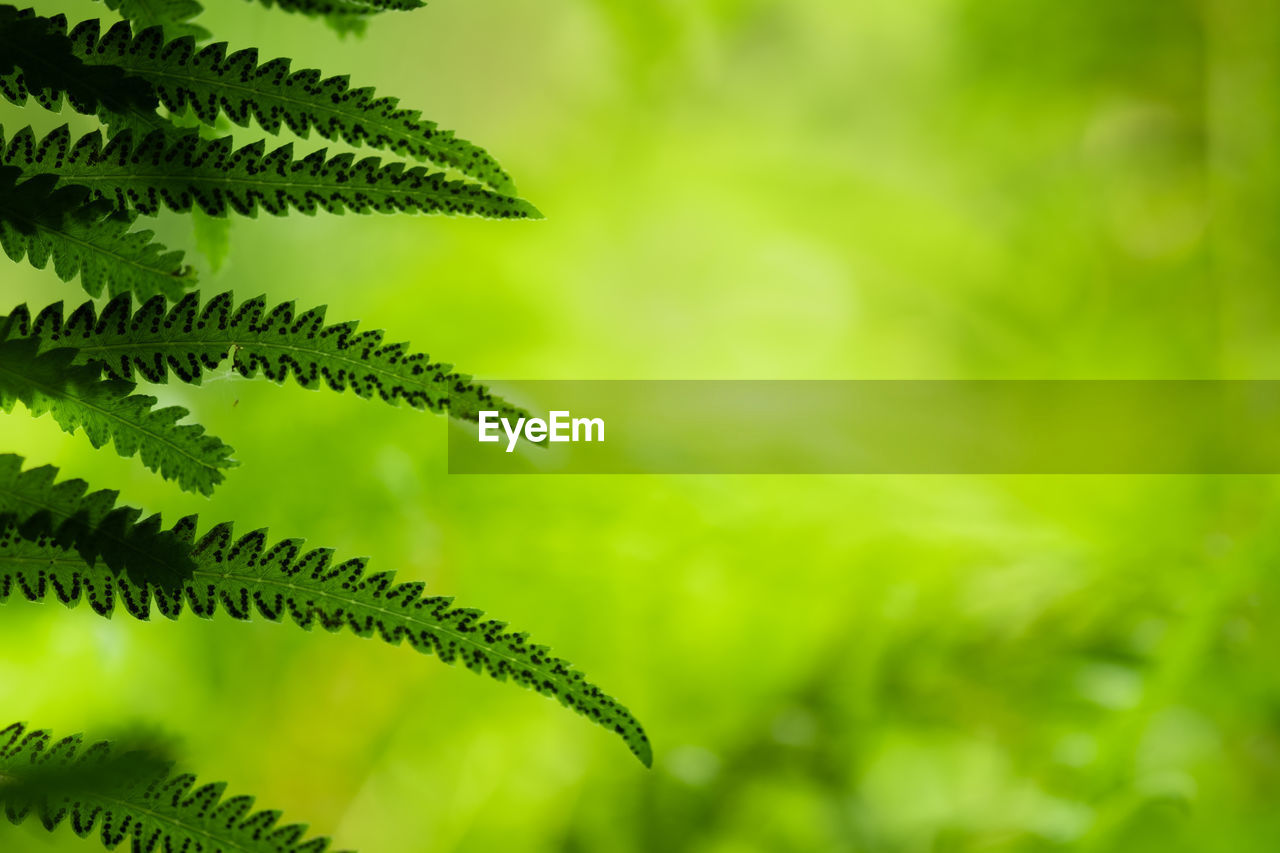 CLOSE-UP OF FERN LEAVES AGAINST BLURRED PLANTS