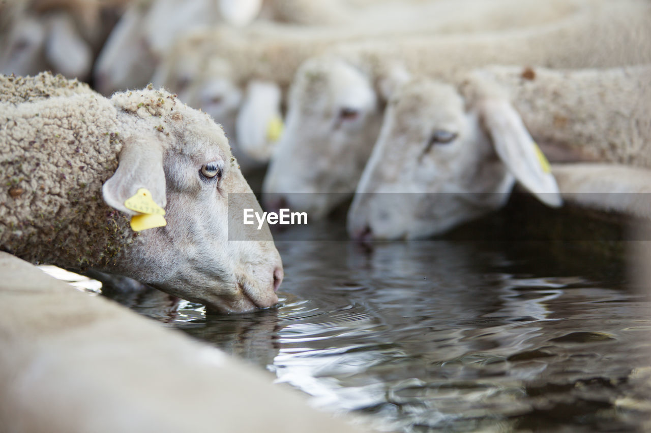 Close-up of sheeps drinking water at ranch