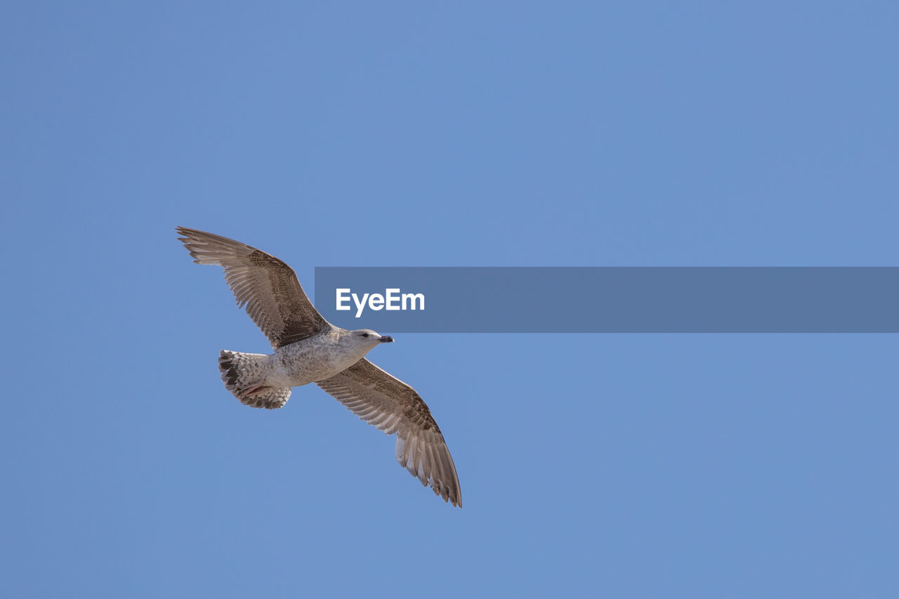 Low angle view of eagle flying against clear blue sky