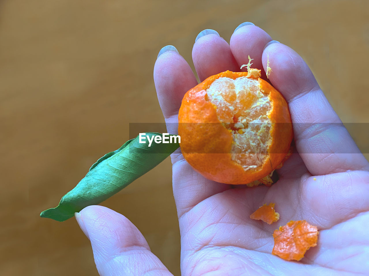 CLOSE-UP OF PERSON HAND HOLDING ORANGE