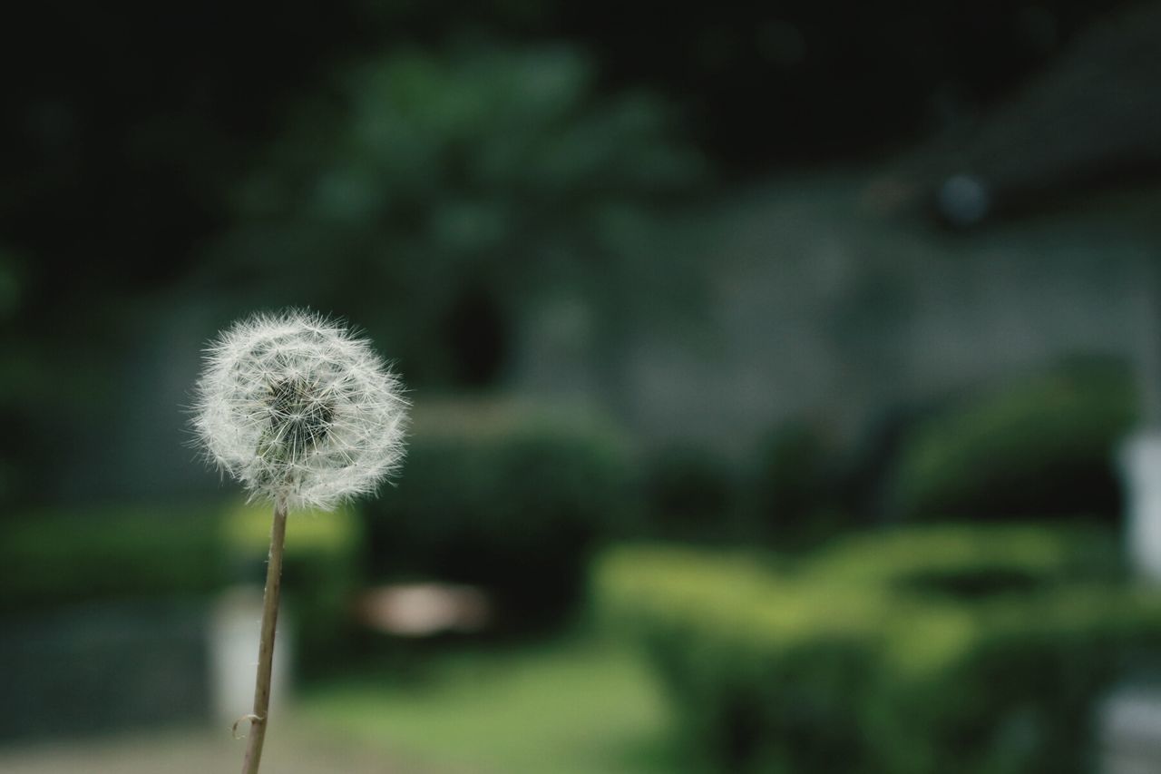 Close-up of dandelion against blurred background