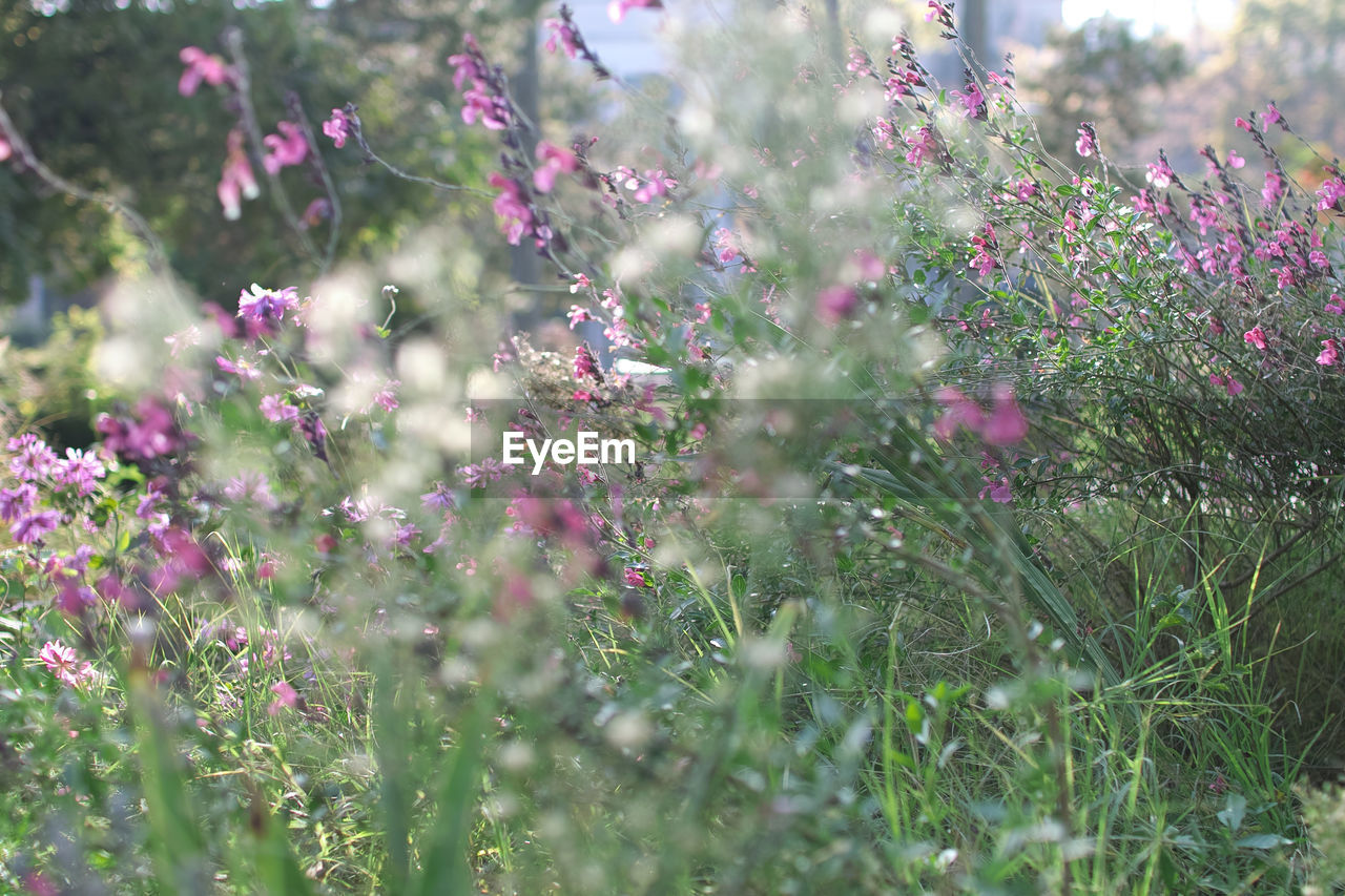 CLOSE-UP OF PINK FLOWERING PLANT