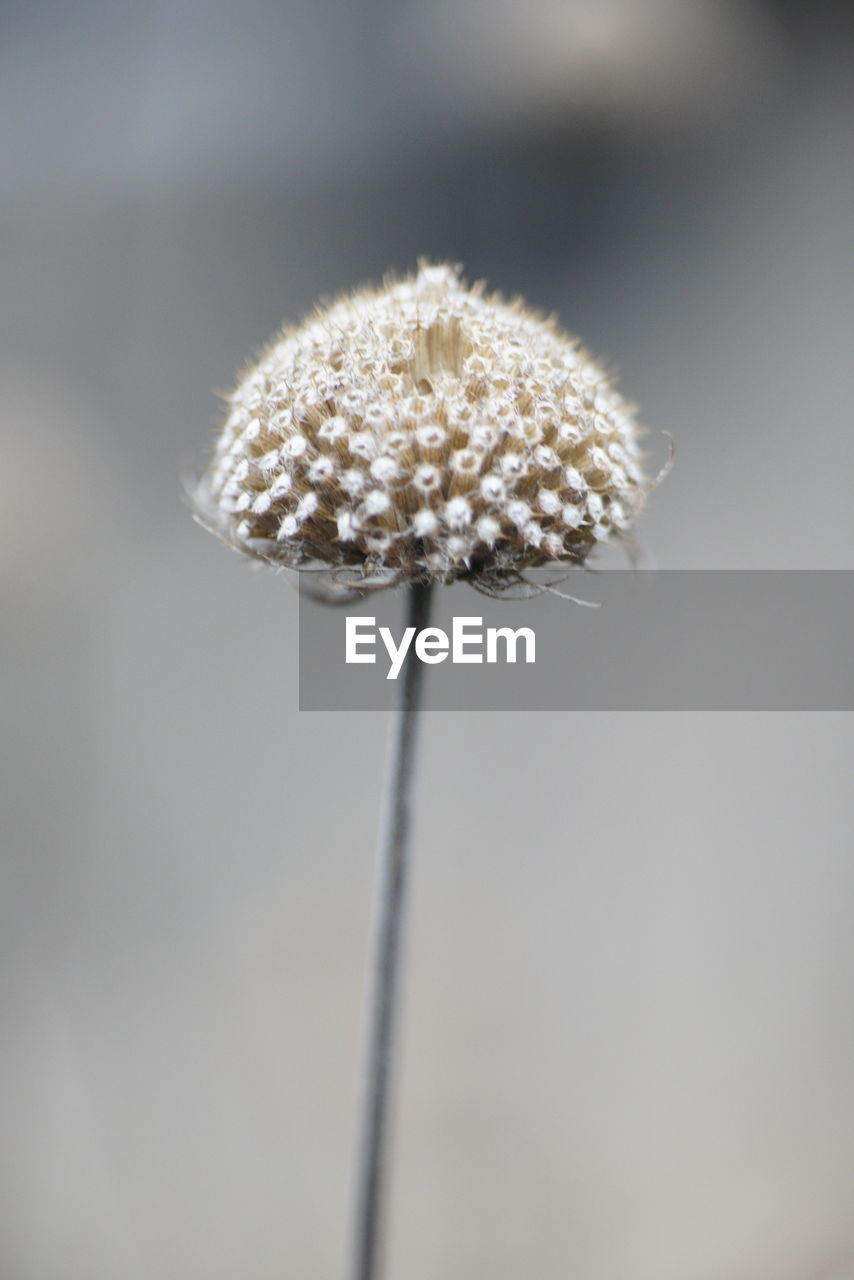 CLOSE-UP OF WHITE DANDELION FLOWER