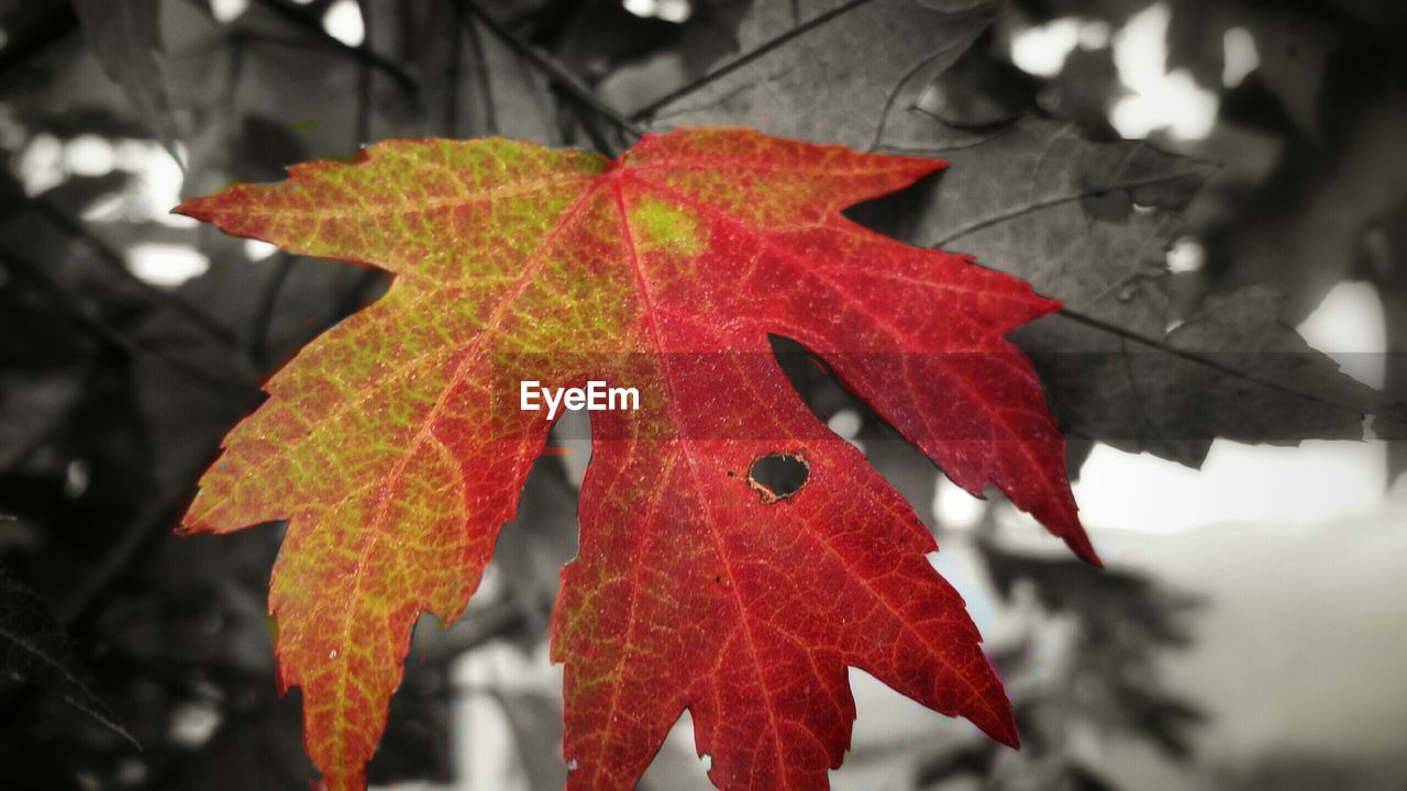 Close up of autumn leaf
