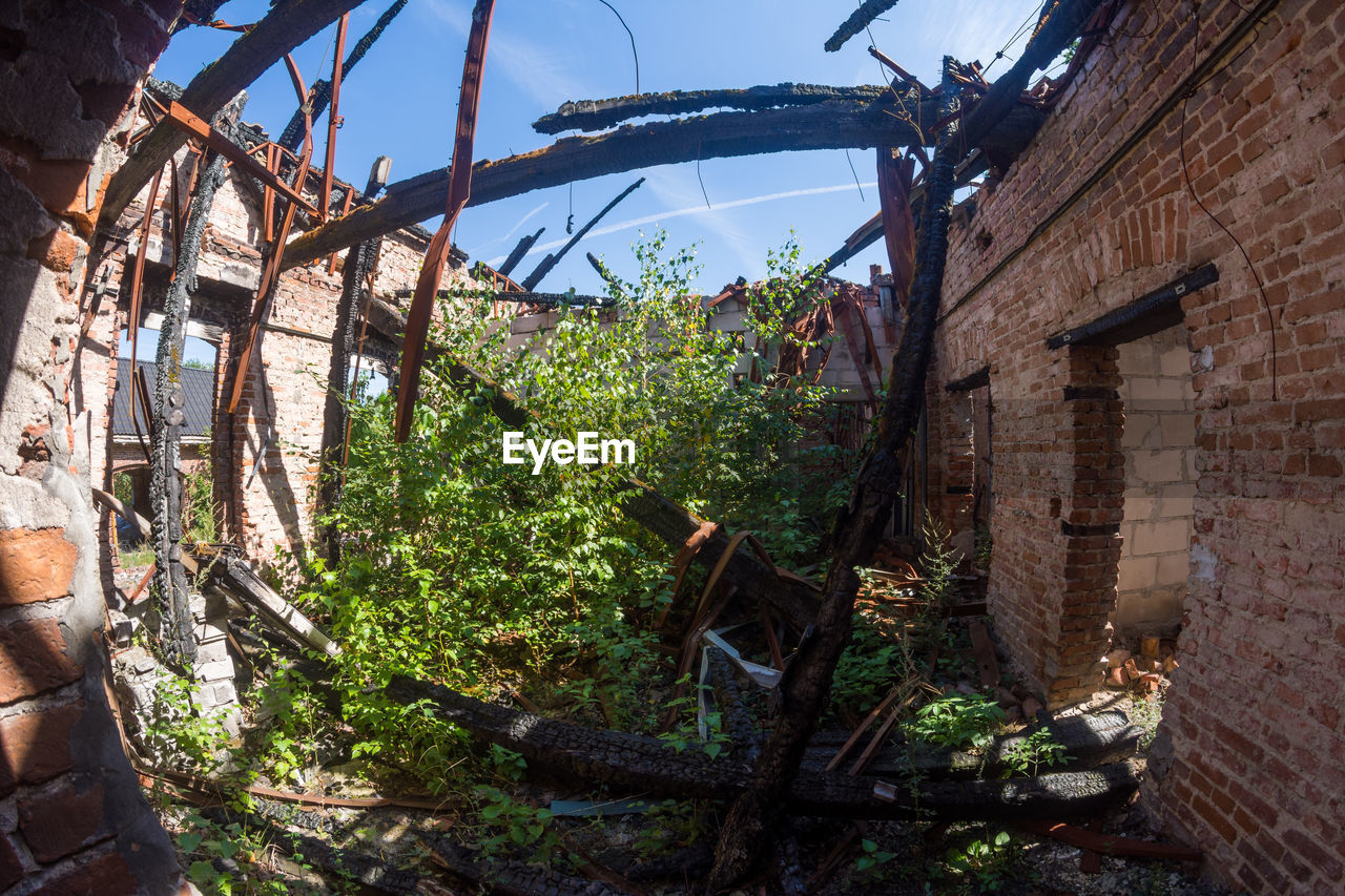 PLANTS GROWING ON OLD BUILDING