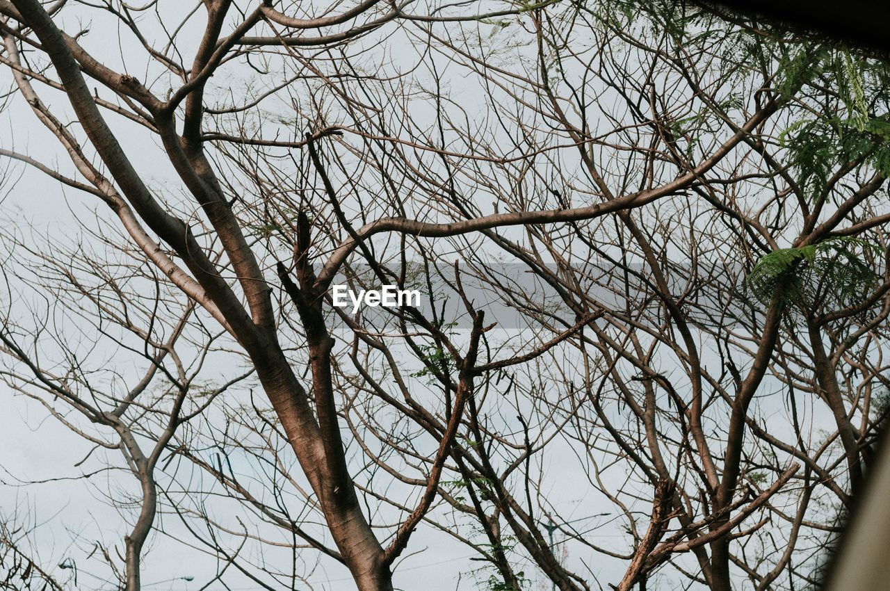 LOW ANGLE VIEW OF BARE TREES AGAINST CLEAR SKY