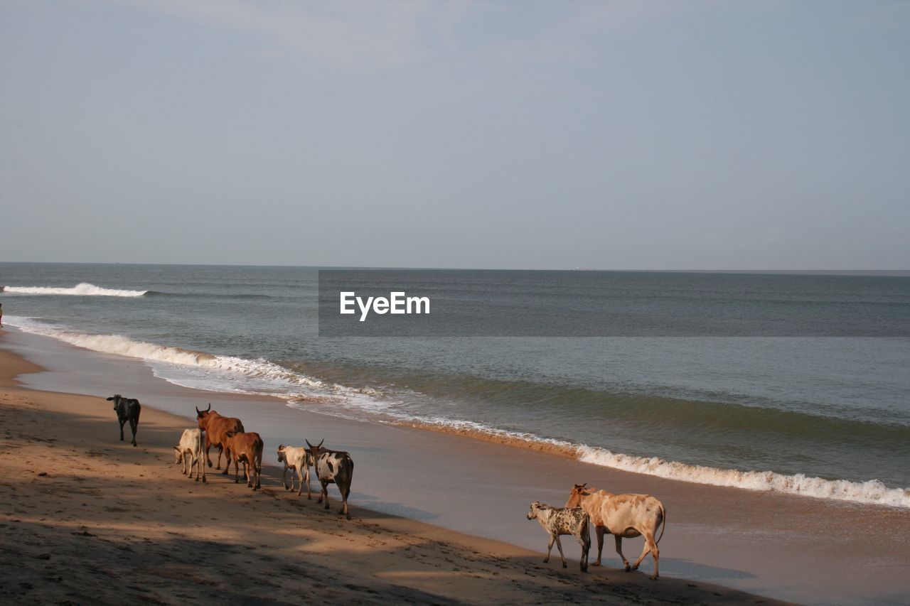 Rear view of cows on beach