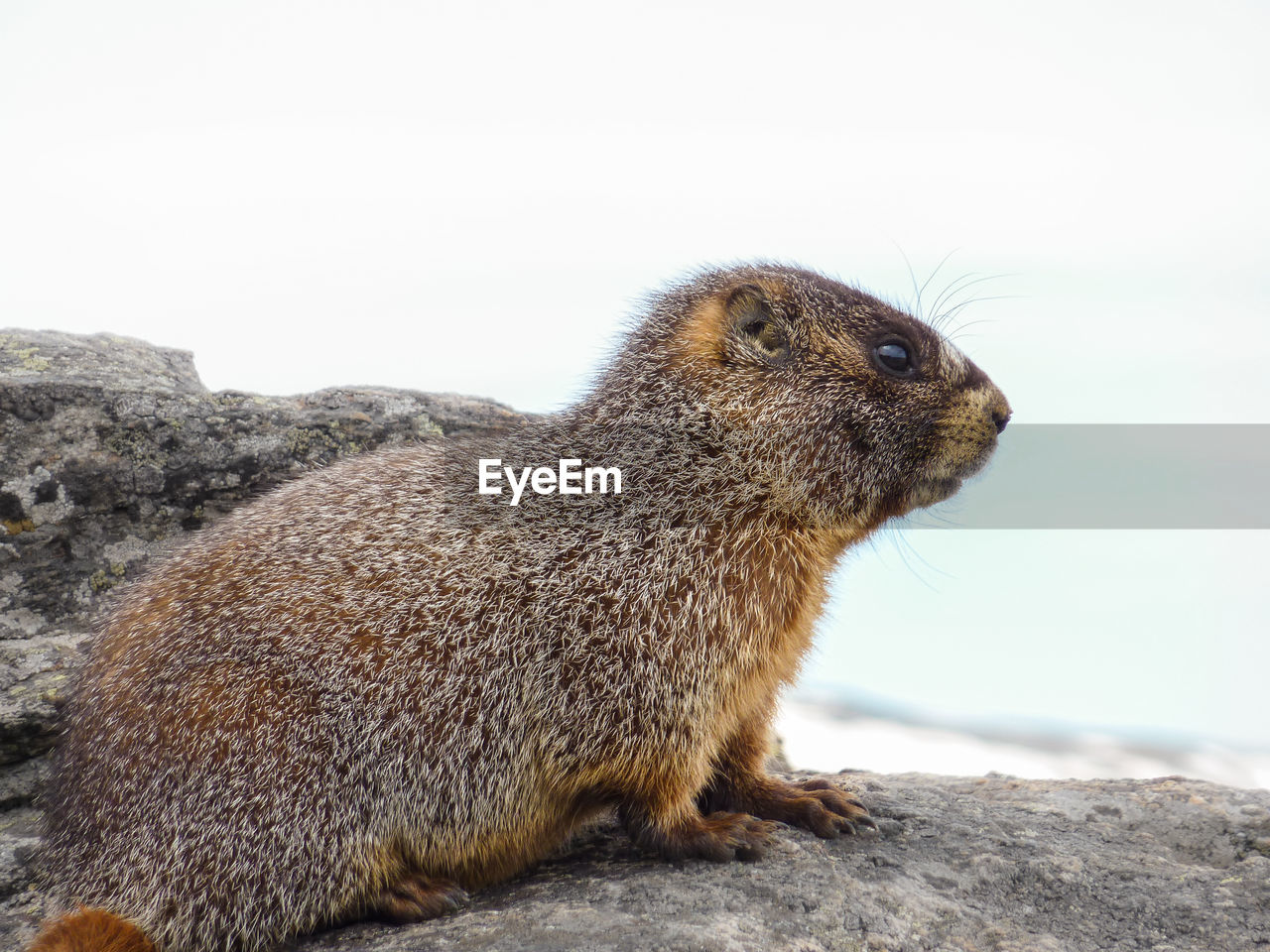 Close-up of marmot on rock