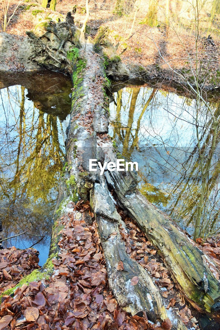 VIEW OF TREES IN FOREST