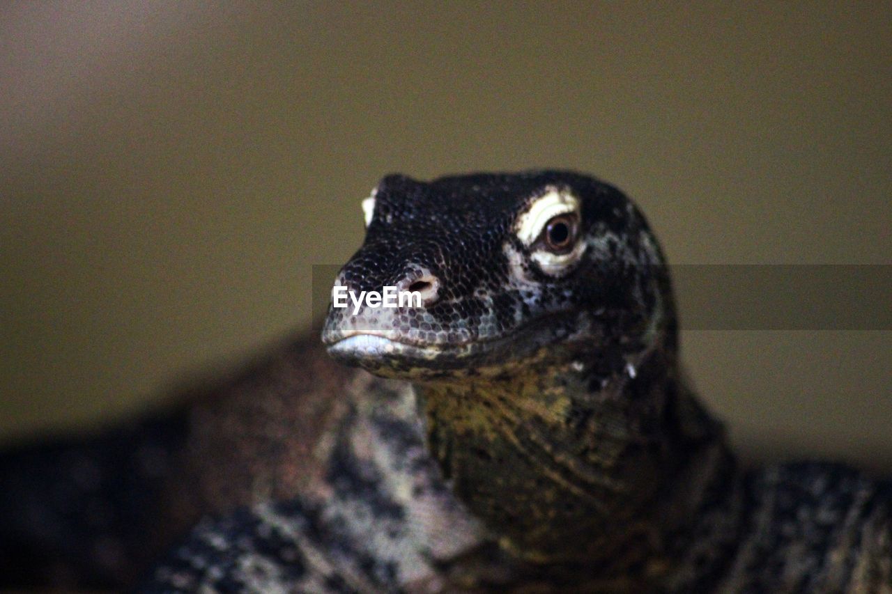 Close-up of monitor lizard at zoo
