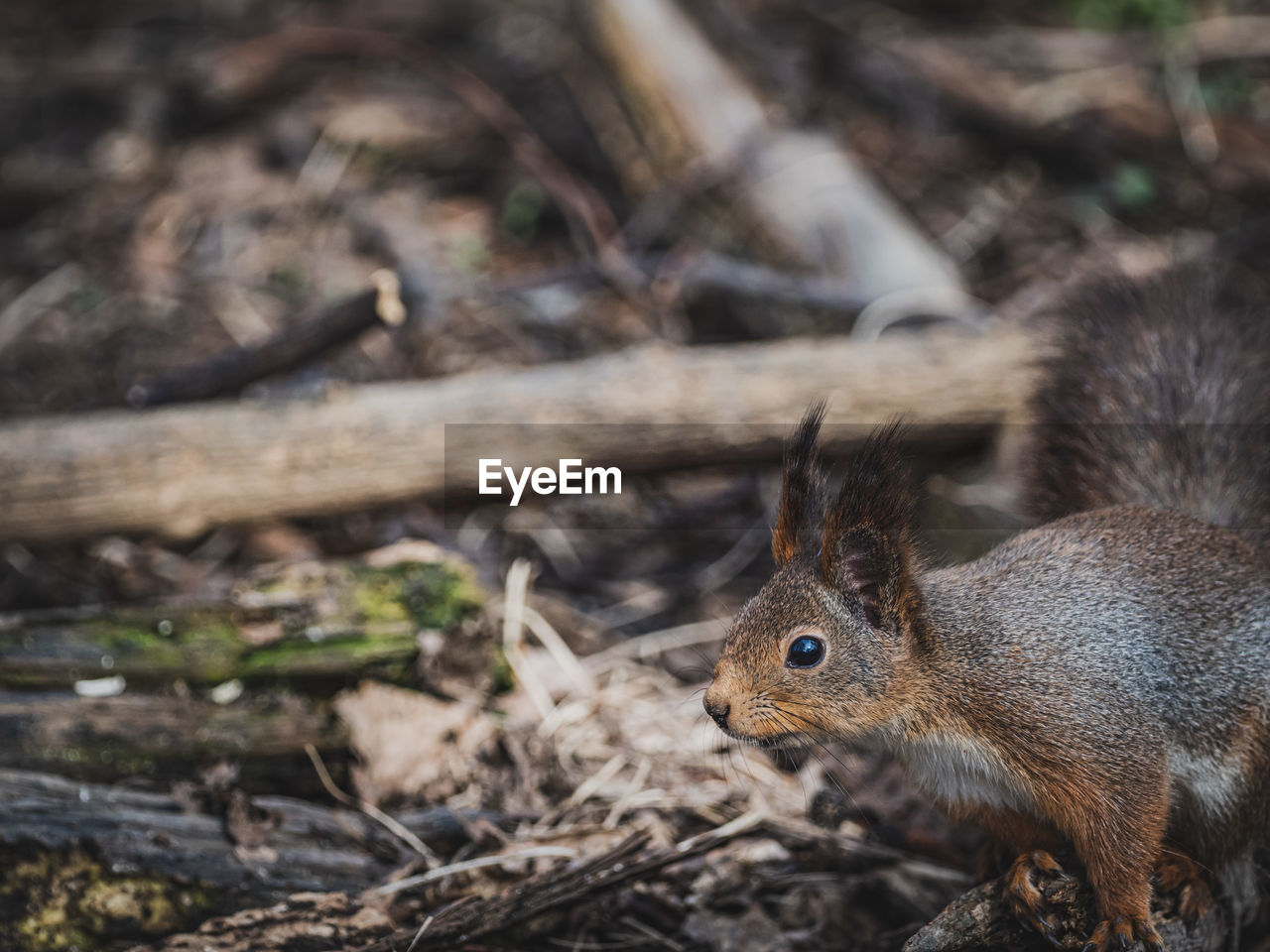 animal, animal themes, nature, animal wildlife, wildlife, one animal, mammal, squirrel, rodent, no people, land, eating, close-up, forest, tree, outdoors, chipmunk, focus on foreground, animal body part, plant, day, side view