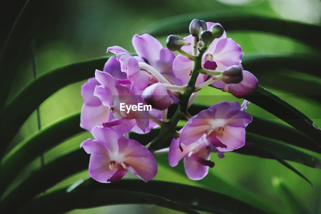 CLOSE-UP OF PINK FLOWERS