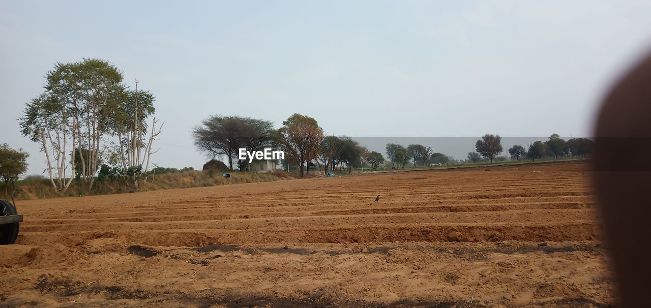 VIEW OF TREES ON FIELD AGAINST SKY