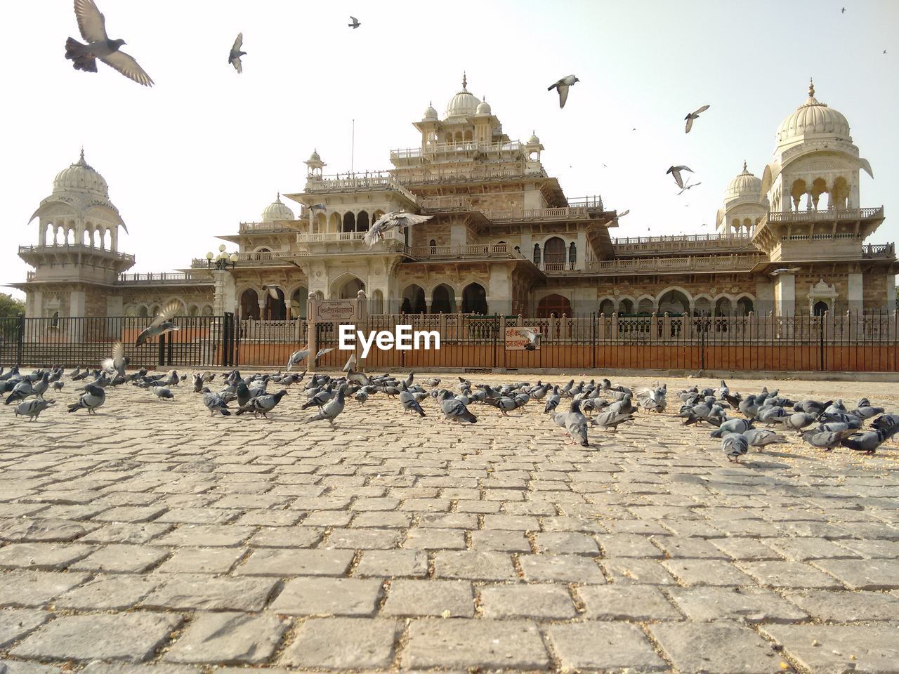 View of birds flying in city