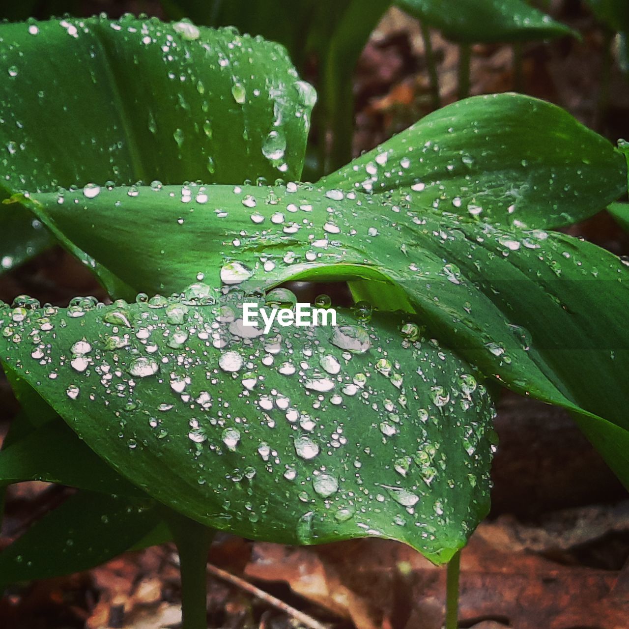 CLOSE-UP OF WET LEAVES ON RAINY DAY