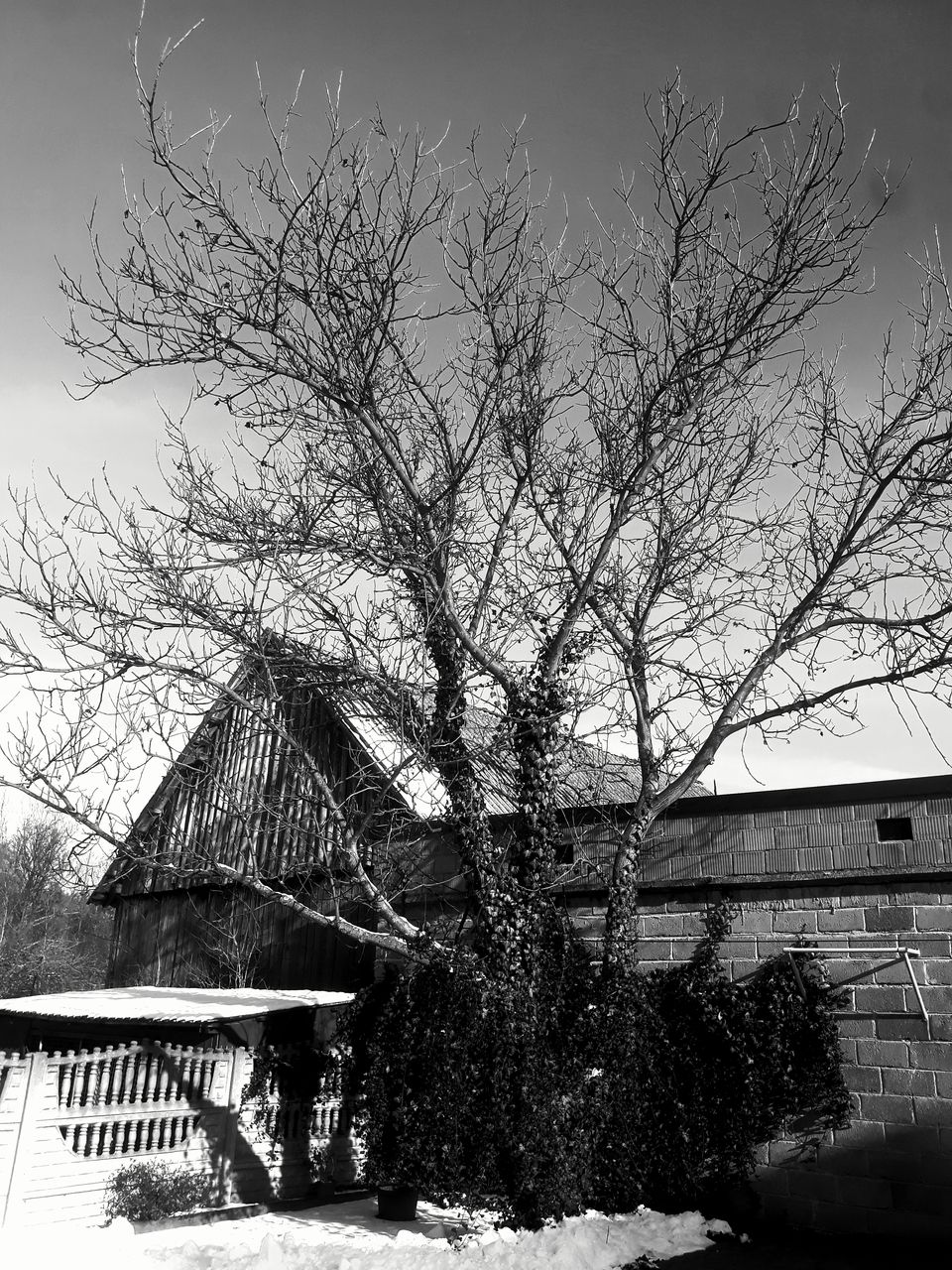 LOW ANGLE VIEW OF BARE TREE AGAINST BUILDING