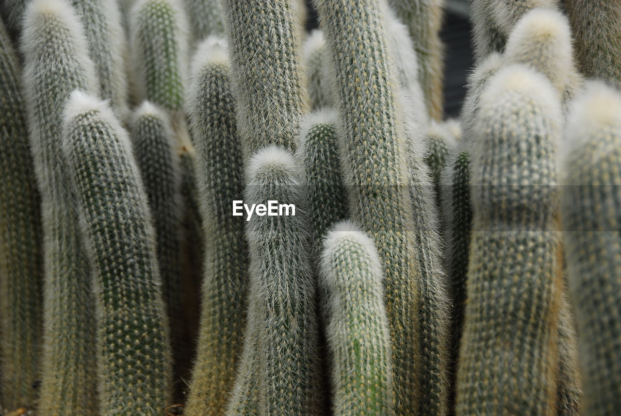 Full frame shot of cactus