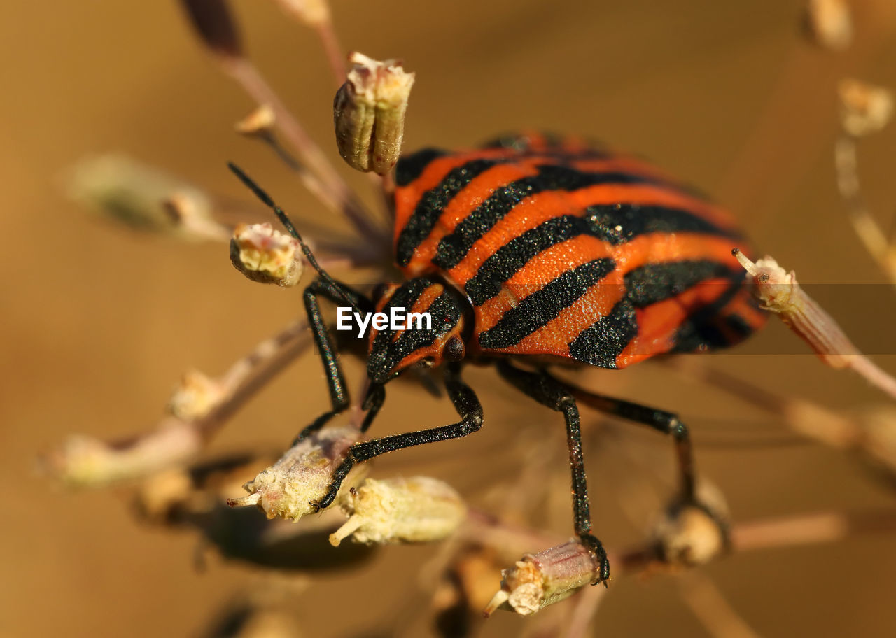 Close-up of shield bug on buds