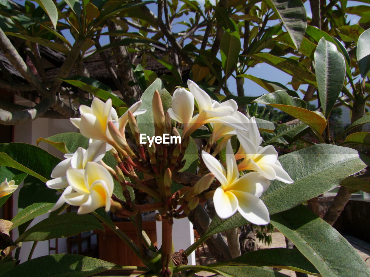 CLOSE-UP OF FLOWER