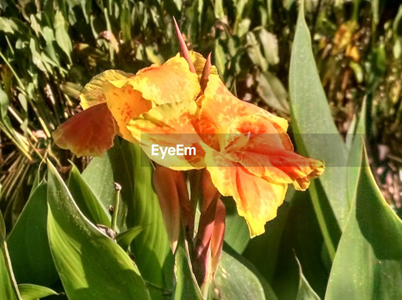 CLOSE-UP OF WATER DROPS ON PLANT