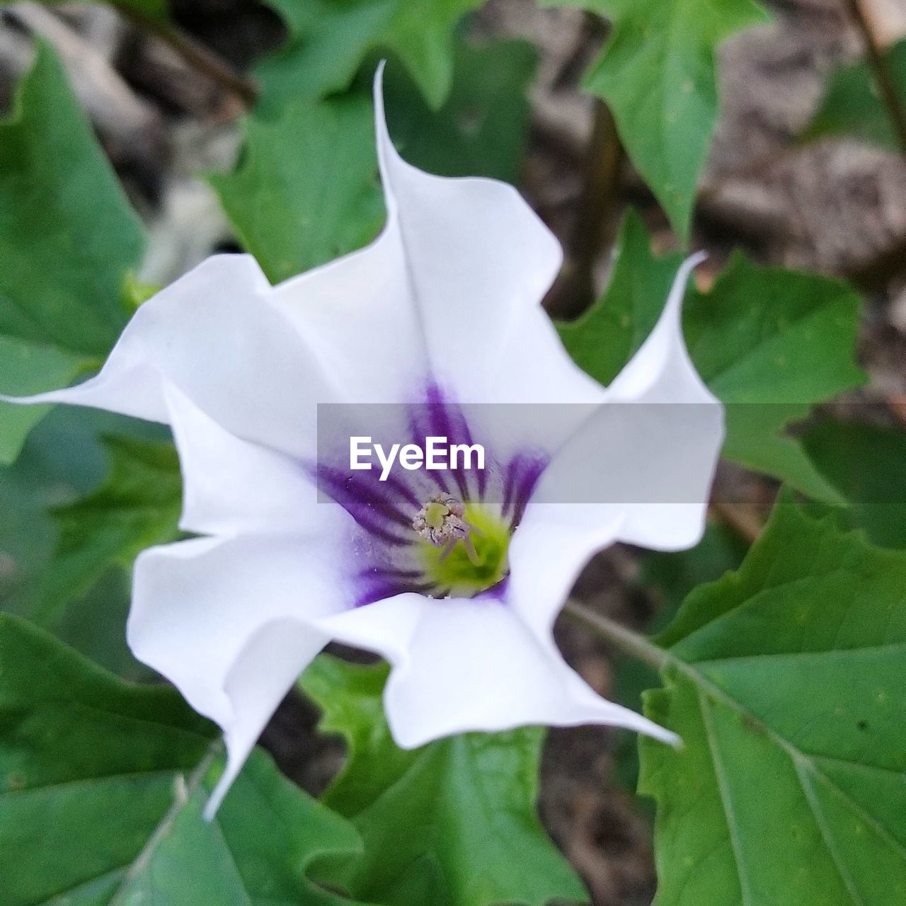 CLOSE-UP OF FRESH PURPLE FLOWER WITH WHITE PETALS