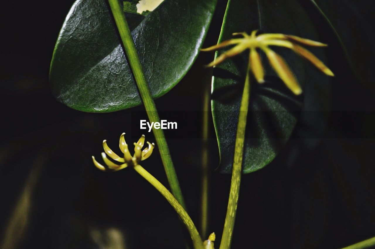 Close-up of plants over black background