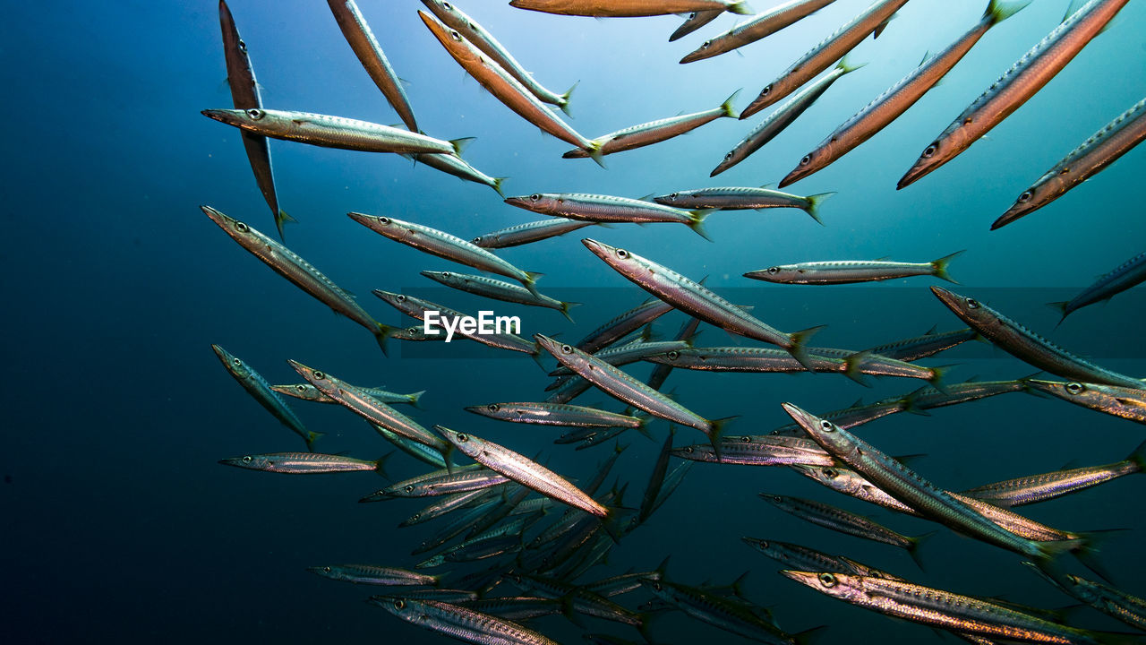 Low angle view of barracuda fishes in sea