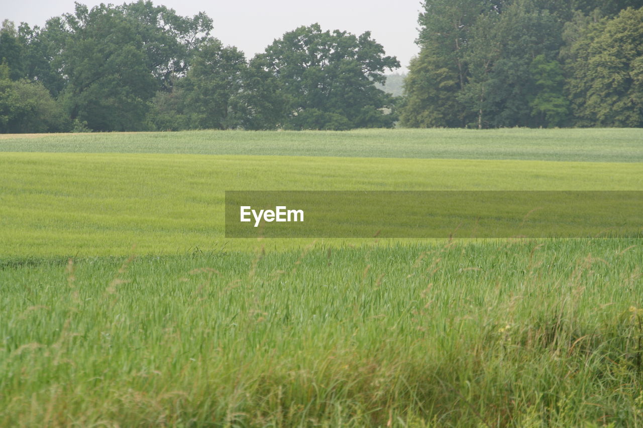 SCENIC VIEW OF FARM