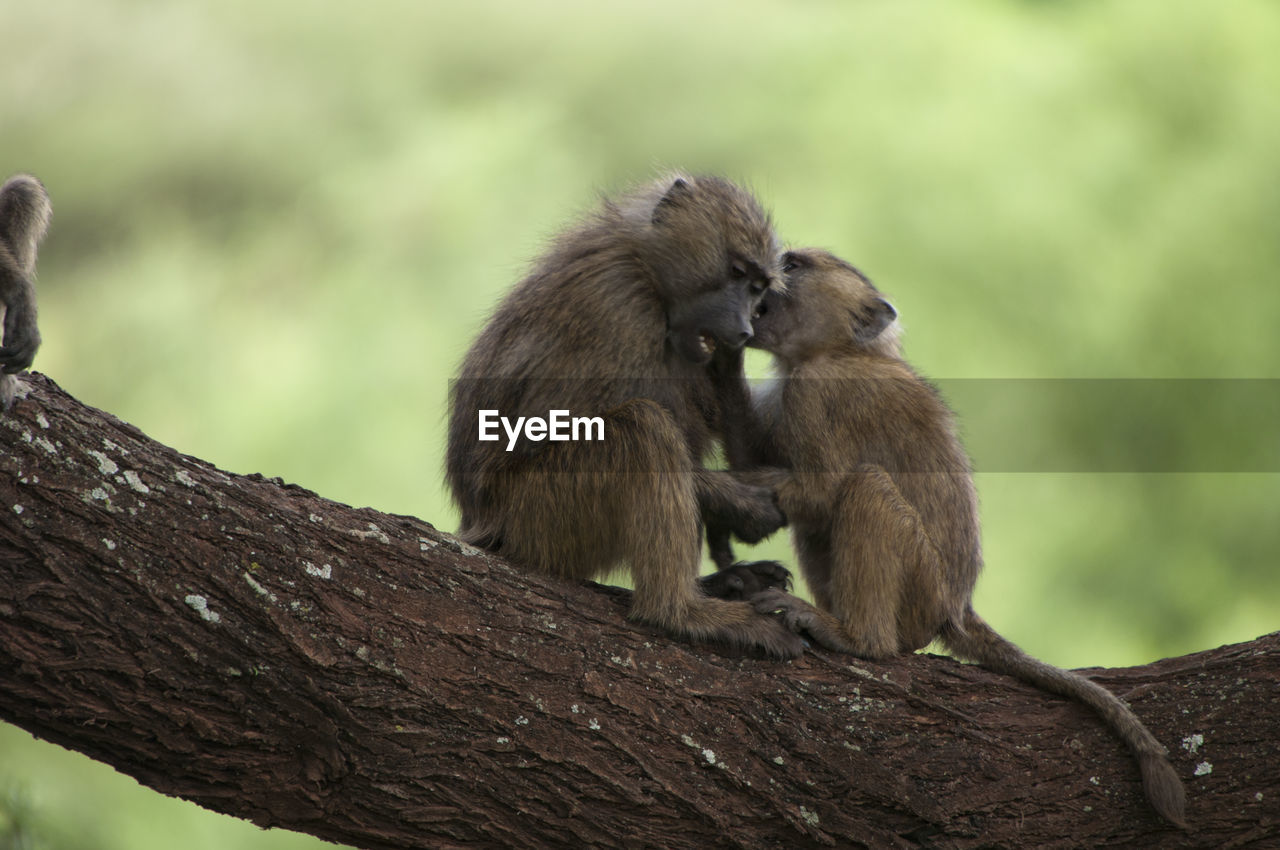 Monkeys sitting on branch at forest