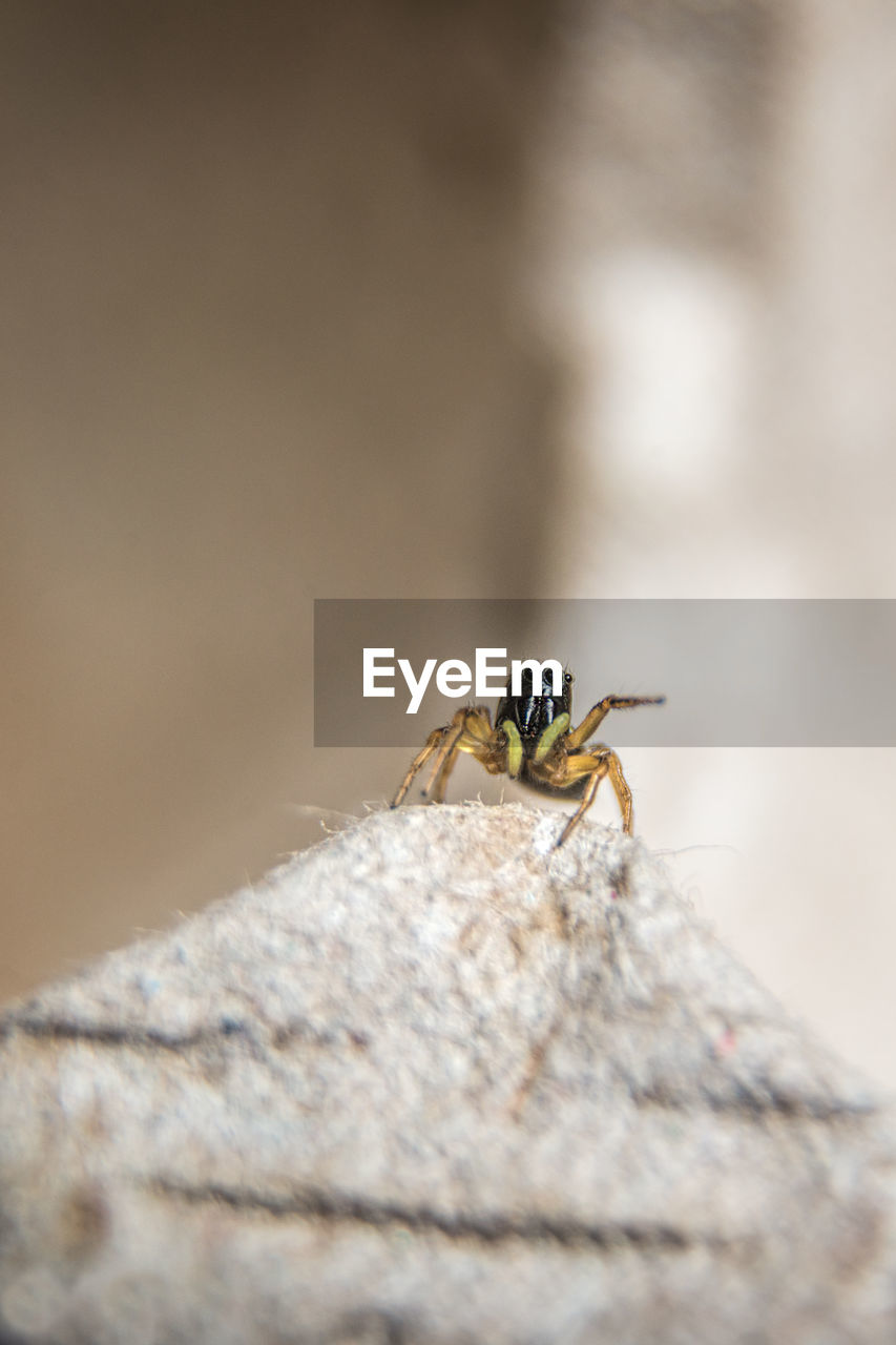 INSECT ON ROCK