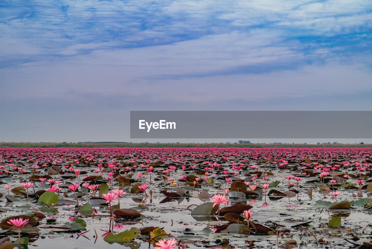 PINK FLOWERING PLANTS ON LAND AGAINST SKY