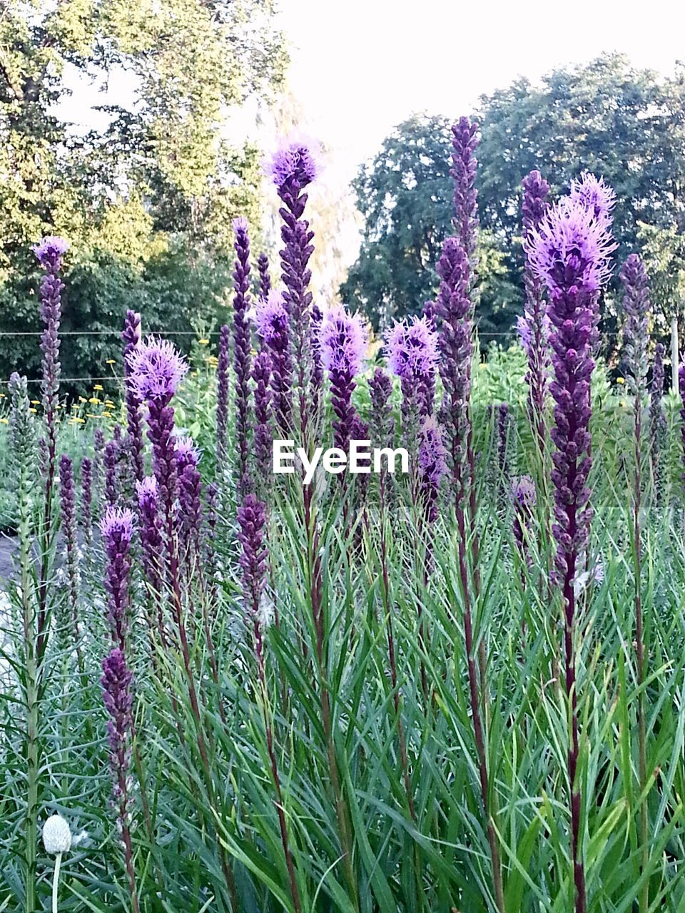 Purple flowers in a field