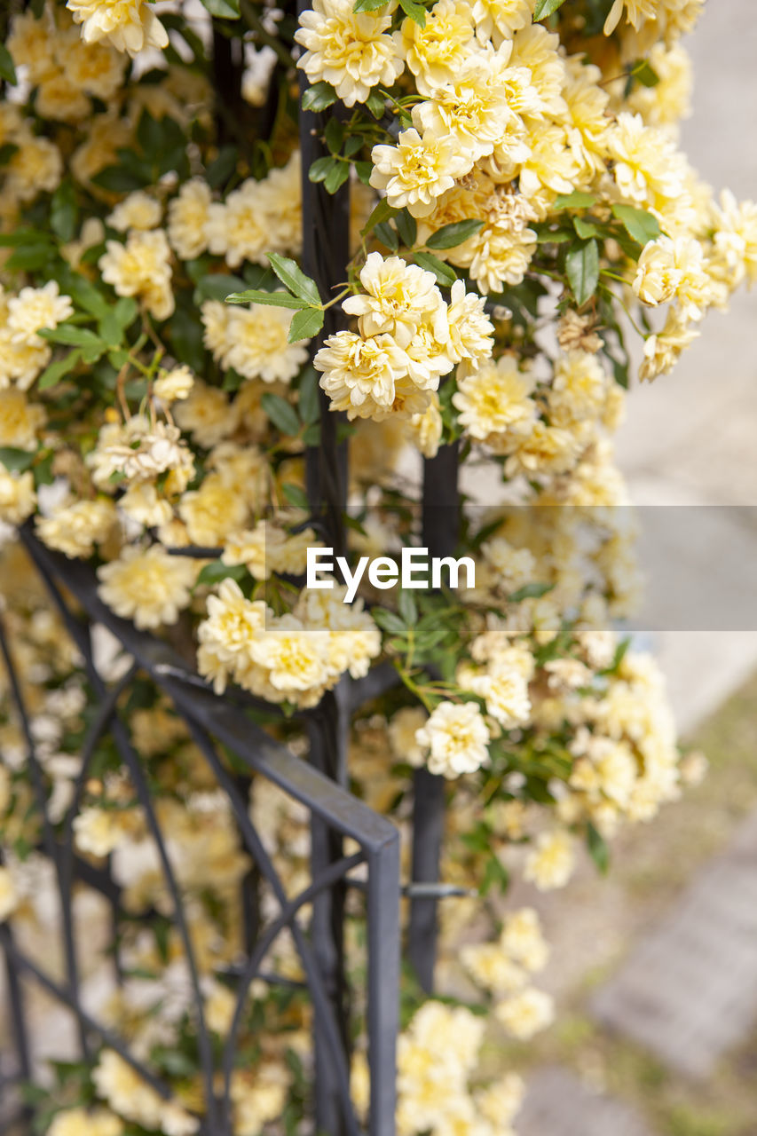 Close-up of white flowering plants