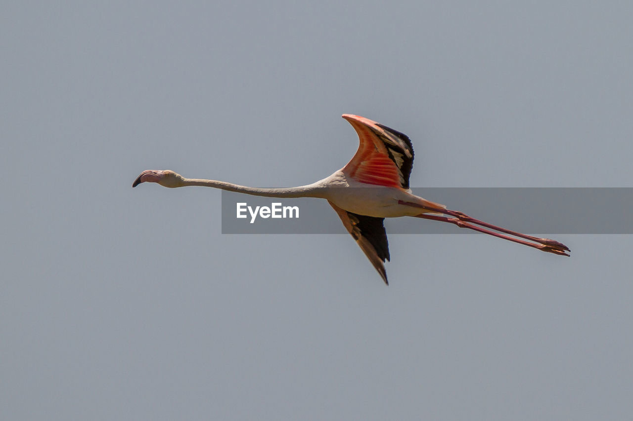 LOW ANGLE VIEW OF A BIRD FLYING IN SKY