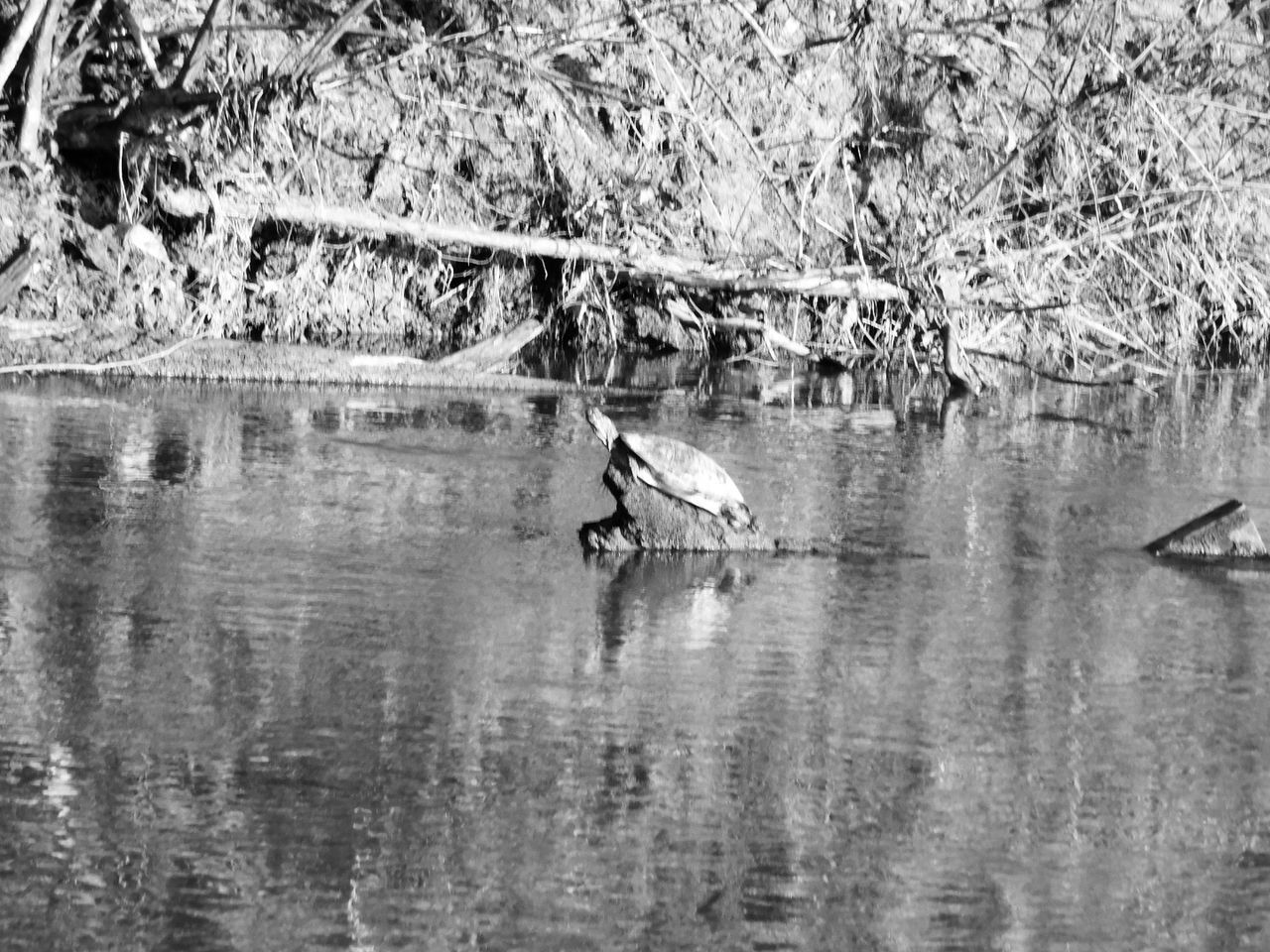 REFLECTION OF TREE ON LAKE