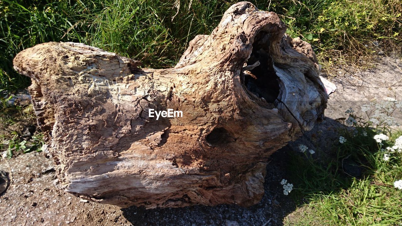 HIGH ANGLE VIEW OF TREE STUMP IN FIELD