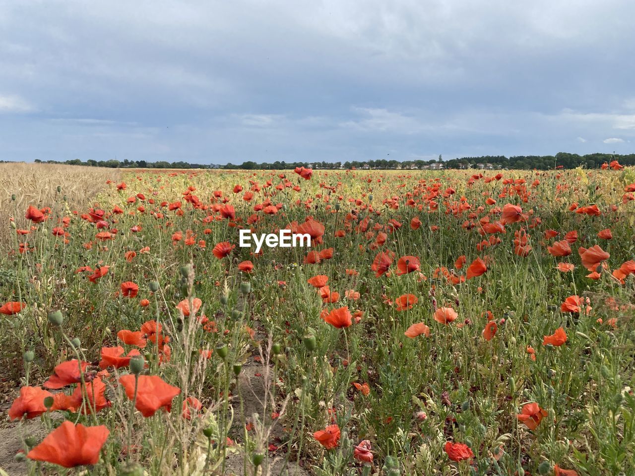 plant, landscape, flower, field, sky, land, environment, cloud, nature, beauty in nature, flowering plant, red, rural scene, growth, freshness, poppy, agriculture, no people, scenics - nature, horizon over land, horizon, tranquility, non-urban scene, grass, abundance, tranquil scene, plain, day, meadow, grassland, idyllic, crop, wildflower, outdoors, summer, multi colored, fragility, urban skyline, prairie, sunlight, backgrounds, environmental conservation, flower head, petal, in a row, tree, yellow, dramatic sky, close-up, food, inflorescence, cereal plant, single tree, sunny, springtime, social issues, farm, blue, sunset, simplicity, orange color, flowerbed, travel, atmospheric mood, hill, botany, vibrant color