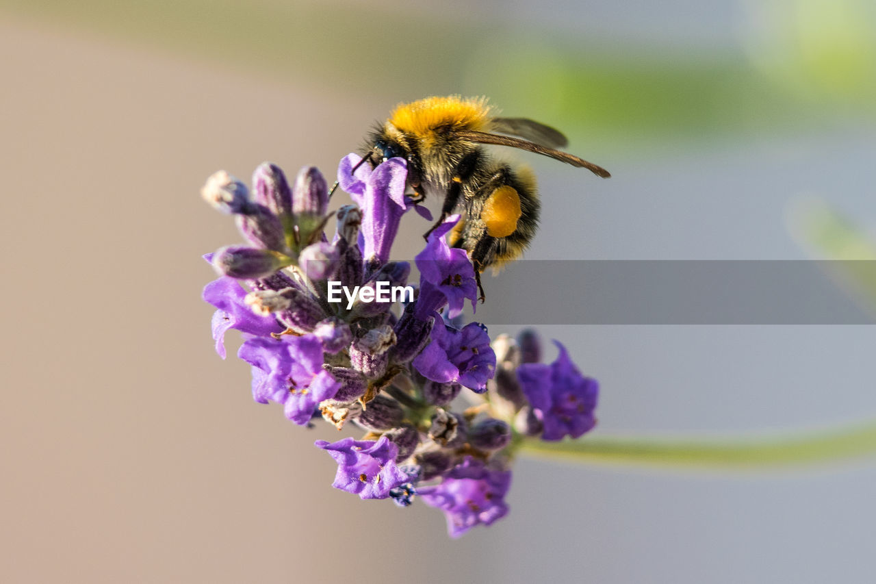 Close-up of bee pollinating on purple flower