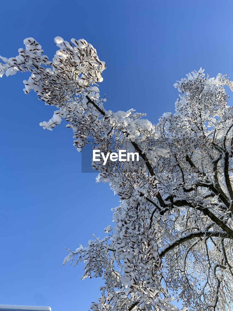 branch, tree, plant, nature, blue, frost, flower, sky, winter, blossom, no people, beauty in nature, freezing, clear sky, cold temperature, twig, fragility, low angle view, snow, growth, outdoors, springtime, white, freshness, ice, frozen