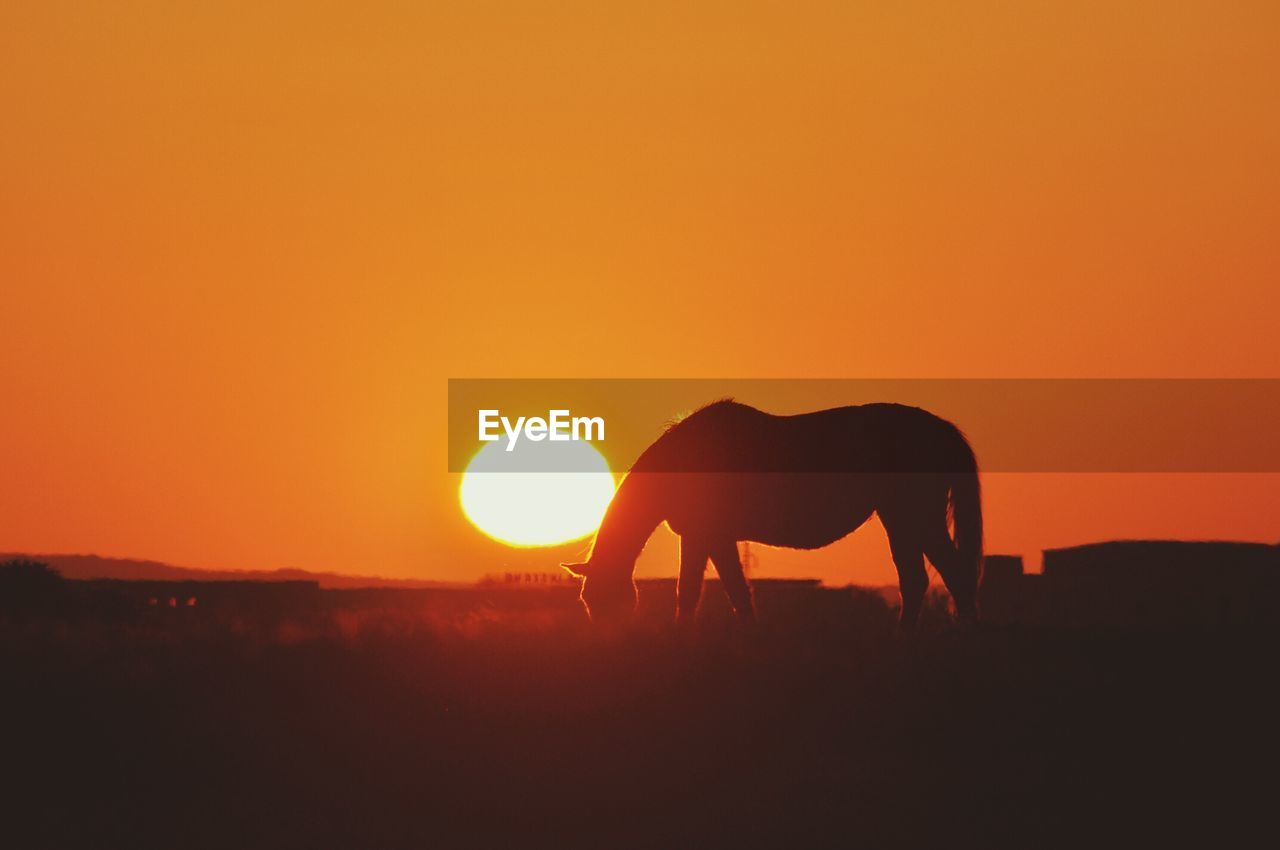 Silhouette of horse on landscape against orange sky