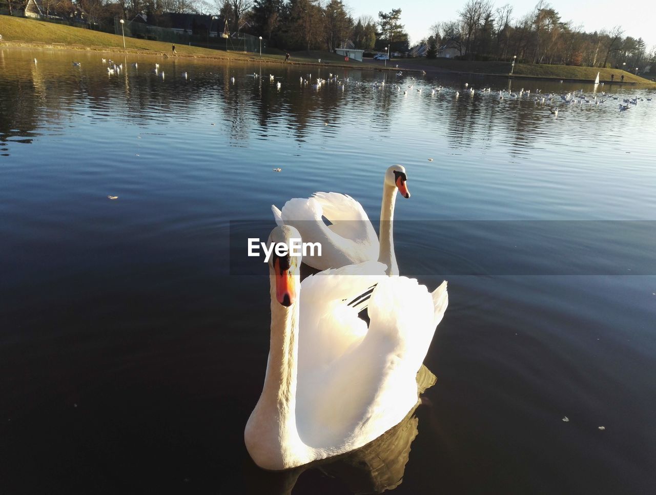 SWAN FLOATING IN LAKE