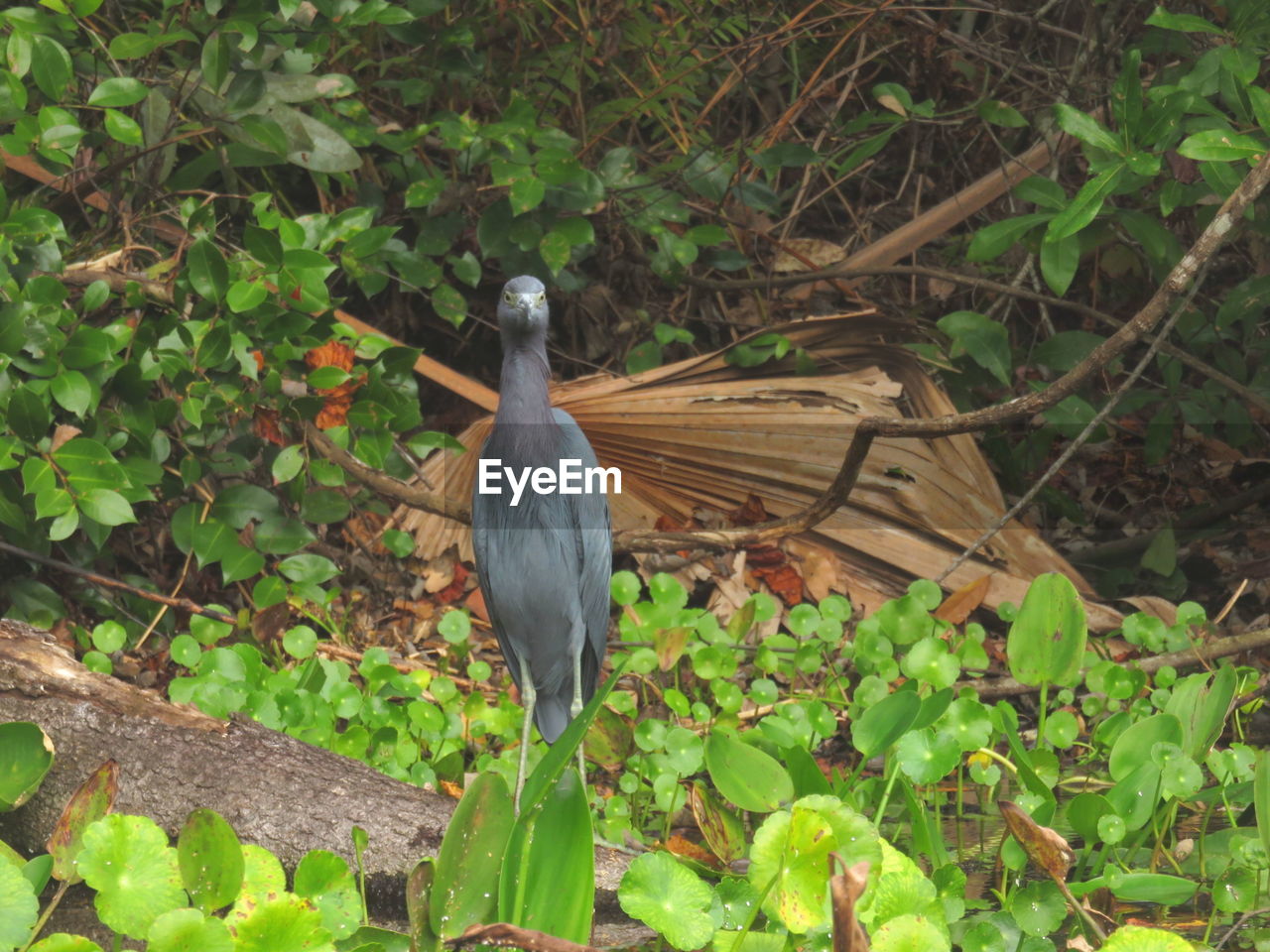 BIRD PERCHING ON FIELD