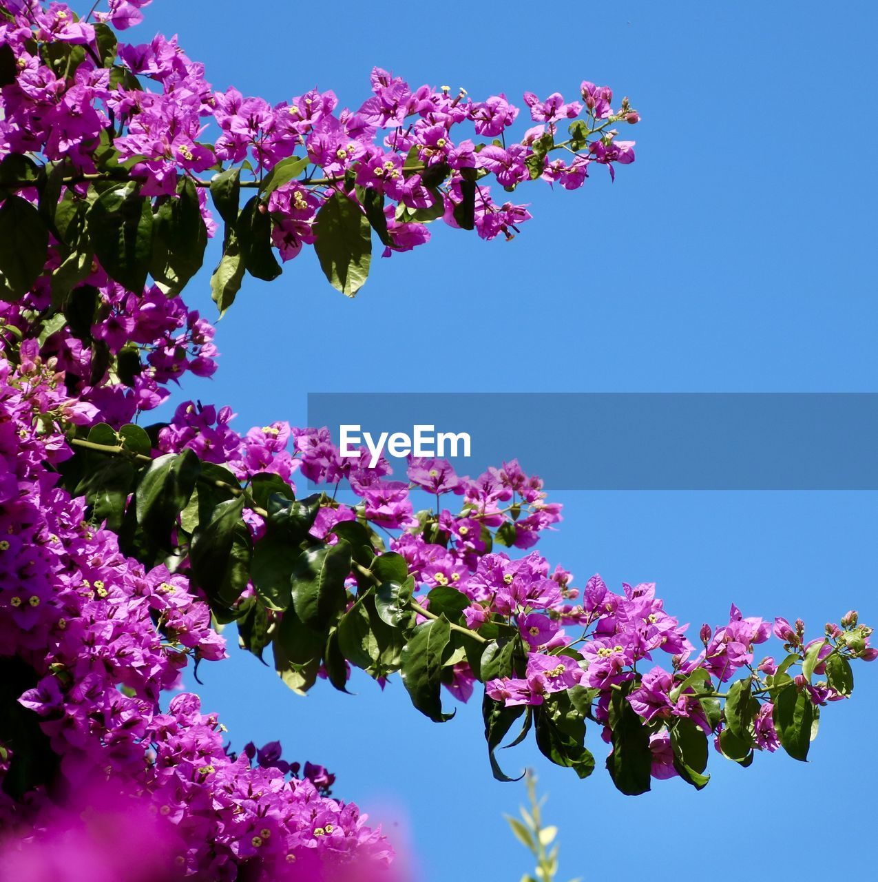 Low angle view of pink bougainvillea blossoms against sky