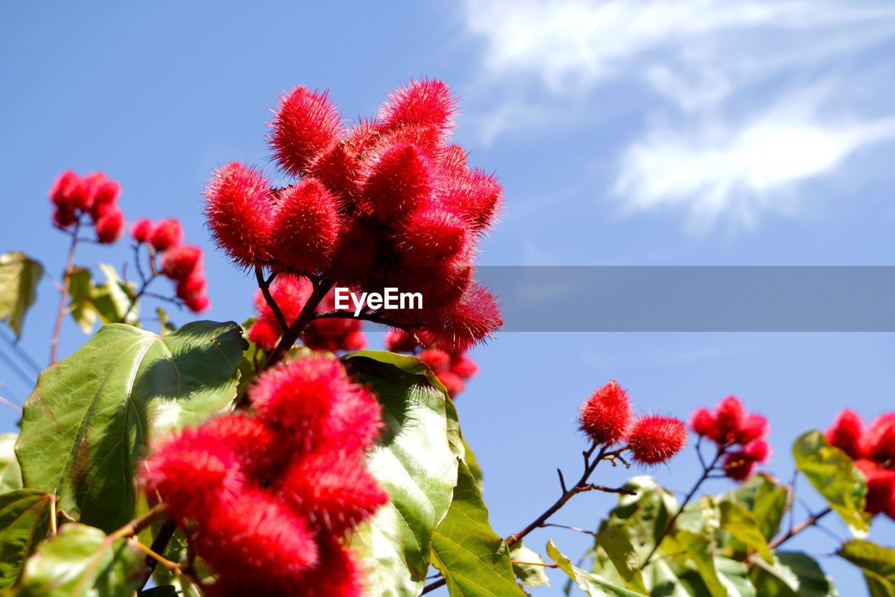 LOW ANGLE VIEW OF RED BERRIES ON TREE AGAINST SKY