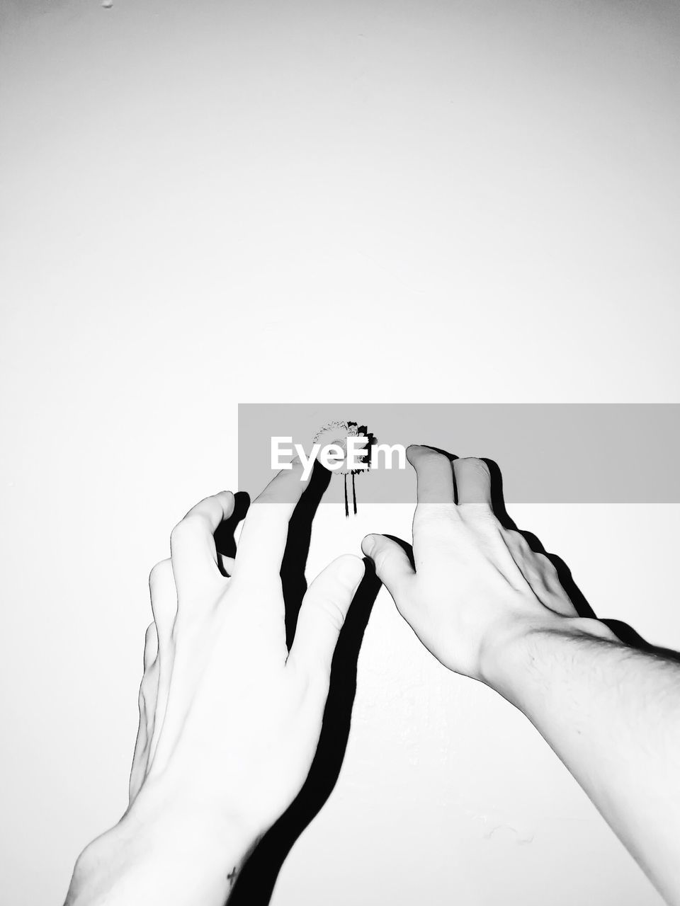 Cropped image of hands reaching flower against white background